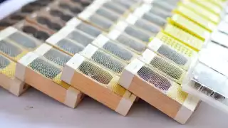 Llegan abejas reinas a 15 municipios de Yucatán