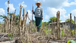 La semilla de frijol se las debieron entregar desde noviembre del año pasado