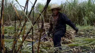 Hasta el momento ya se cosecharon un millón 50 mil toneladas de caña