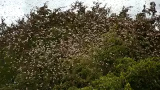 Combaten plaga de langosta en Hopelchén, Campeche