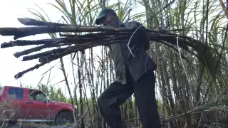 Cañeros anuncian fecha de inicio de la zafra 2020-2021 en Río Hondo