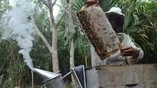 Números preliminares indican que hay una baja de mil 122 toneladas