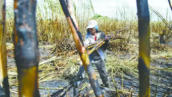 En el Estado de Campeche, desde hace más de un lustro, dejaron de utilizar petróleo o algún tipo de hidrocarburo para alimentar a las procesadoras En el Estado de Campeche, desde hace más de un lustro, dejaron de utilizar petróleo o algún tipo de hidrocarburo para alimentar a las procesadoras