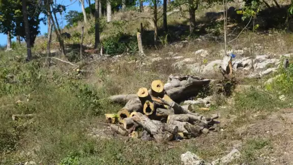 Son pocos los que utilizan la Huaya, el Cedro y el Ramón por su rapidez de crecimiento de los árboles Son pocos los que utilizan la Huaya, el Cedro y el Ramón por su rapidez de crecimiento de los árboles