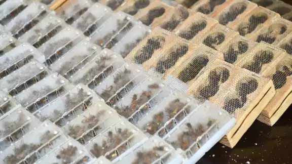Los paquetes de abejas reinas se cultivan en centros de produción a través de la selección genética para asegurar la calidad de la miel Los paquetes de abejas reinas se cultivan en centros de produción a través de la selección genética para asegurar la calidad de la miel