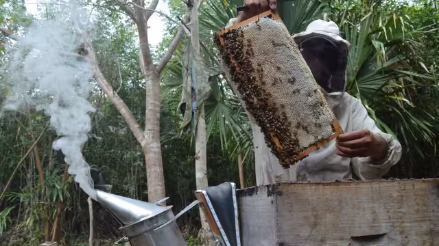 Números preliminares indican que hay una baja de mil 122 toneladas