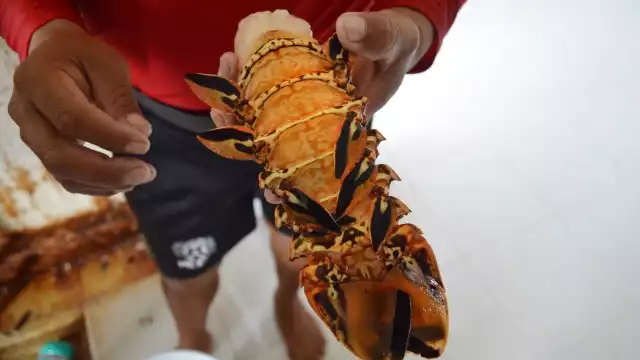 El abasto para la Cuaresma se encuentra cubierta por los pescadores locales