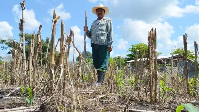 La semilla de frijol se las debieron entregar desde noviembre del año pasado