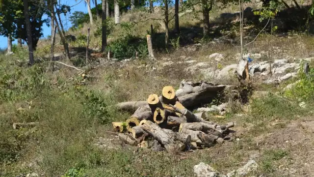 Son pocos los que utilizan la Huaya, el Cedro y el Ramón por su rapidez de crecimiento de los árboles