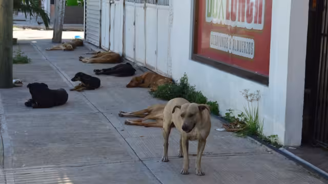 Campeche sube sus índices de reportes de maltrato animal