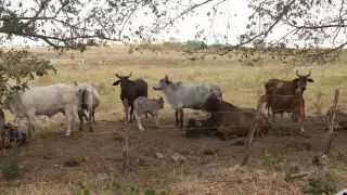 Aseguran que el abigeato está a la orden del día y de la noche