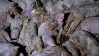 Foto: Tras los muros