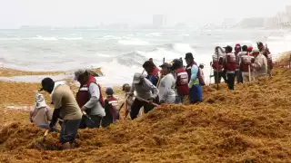 La zona más afectada es el municipio de Othón P. Blanco, el cual es identificó como zona de alto riesgo por el recale masivo de sargazo.