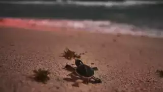 La basura es uno de los principales obstáculos en la temporada de anidación de las tortugas marinas