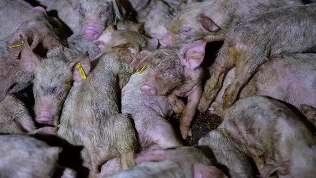 Foto: Tras los muros