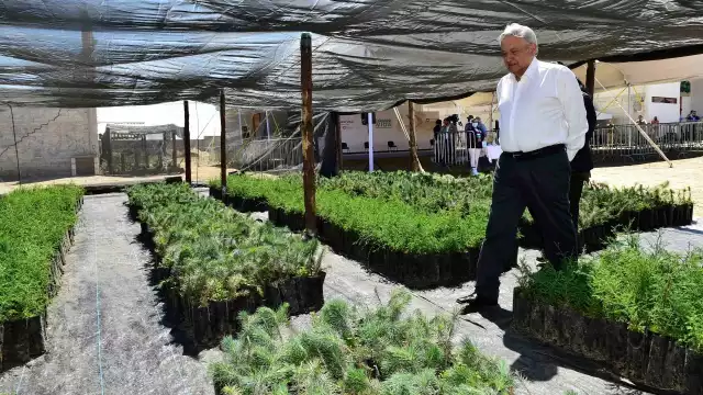 El presidente López Obrador anunció la prohibición del glifosato (Cuartoscuro)