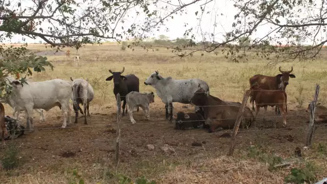 Aseguran que el abigeato está a la orden del día y de la noche