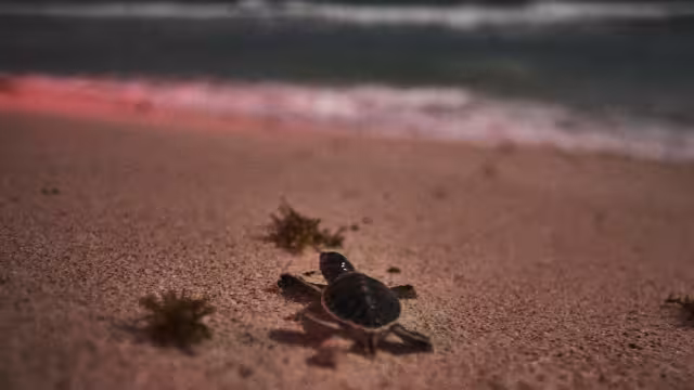 La basura es uno de los principales obstáculos en la temporada de anidación de las tortugas marinas