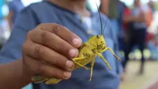 Quintana Roo en alerta por posible invasión de langosta