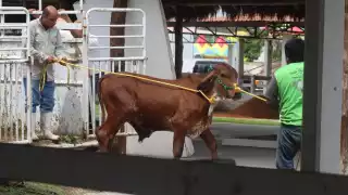 Suspenden campaña de vacunación de ganado en Nicolás Bravo, Quintana Roo