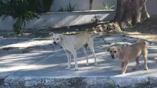 En Yucatán, cada cinco días se recibe una queja por maltrato animal: FGE