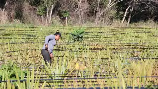 Campeche es uno de los estados señalados por el uso de agroquímico