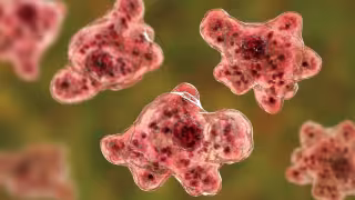 Ameba "comecerebros" o Naegleria fowleri, parásito altamente letal