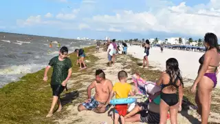Hasta ayer no se había establecido algún operativo para recolectar las algas que llegan a la orilla de la playa, donde se retiraron las banderas rojas