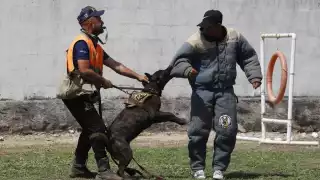 Perros guardia y de protección se venden hasta en 80 mil pesos