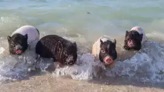 Los cochinitos fueron rescatados minutos después de salir del vientre de su madre