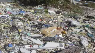 En la dársena de este sitio recala una gran cantidad de botellas de plástico y tapas, entre otros desperdicios