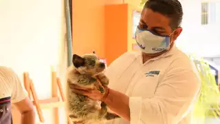 El candidato Luis Fernández creará espacios para los animalitos en situación de calle