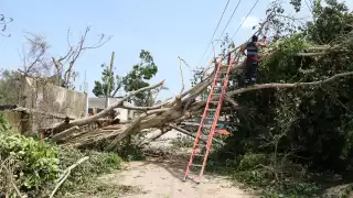 Es posible que no haya programa de deforestación. Foto: Jorge Delgado