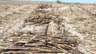 Recolección de caña con bajo rendimiento en seis ejidos de Chetumal