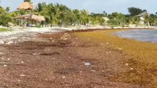 Autoridades instalarán barreras anti-sargazo en Mahahual e Xcalak