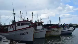 Pescadores y armadores arriesgan su capital y van por la segunda barcada de la fiebre del pulpo