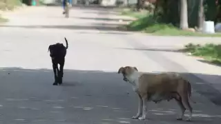 Debido a esta situación, las peleas constantes con los perros han llegado a lastimar a la fauna de gatos