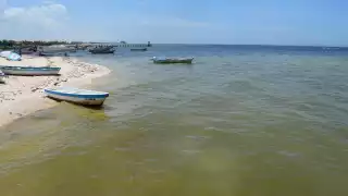 La marea roja se extiende por la costa de Progreso