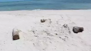 Personas que se encontraban en el lugar corretearon a los perros y colocaron maderas alrededor del nido