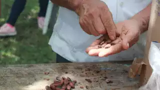 El cacao es la base del chocolate