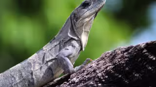 Su hábitat se caracteriza por climas calientes y húmedos