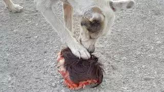 Un vecino explicó que se trataba del cráneo de una res