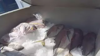 Las capturas por barco de navegación mayor son de 100 a 300 kilos