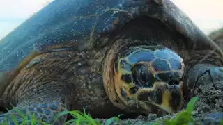 Ambientalistas han solicitado a los bañistas tener cuidado con estas especies, así como con sus futuros nidos