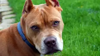 Perro de raza pitbull