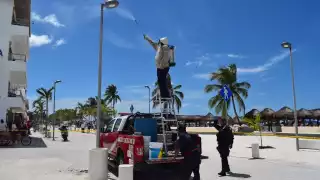 No se registraron personas atacadas por las abejas