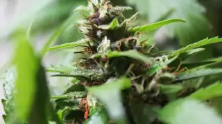 Preocupa uso lúdico de marihuana en Chetumal: Centros de Integración Juvenil