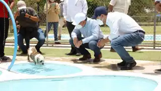 Mauricio Vila anuncia la creación de la Unidad Especializada en el Combate al Maltrato de los Animales Domésticos