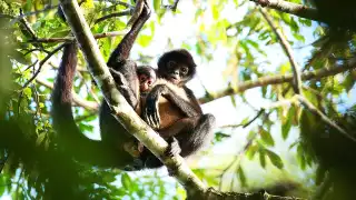Mono Araña, primate amenazado en la selva de la Península de Yucatán: INFOGRAFÍA