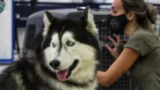 La perrita que actualmente vive con su dueña Isabel Mirayes en Venezuela, fue rodeada por niños, jóvenes y adultos